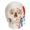 MODELO CRÁNEO CLASICO PINTADO 3 PARTES