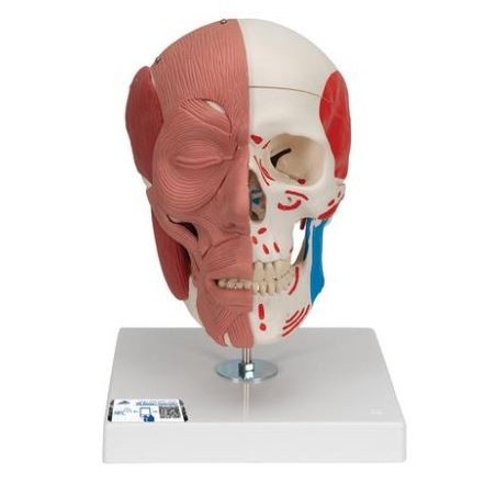 MODELO  CRÁNEO CON MÚSCULO FACIAL