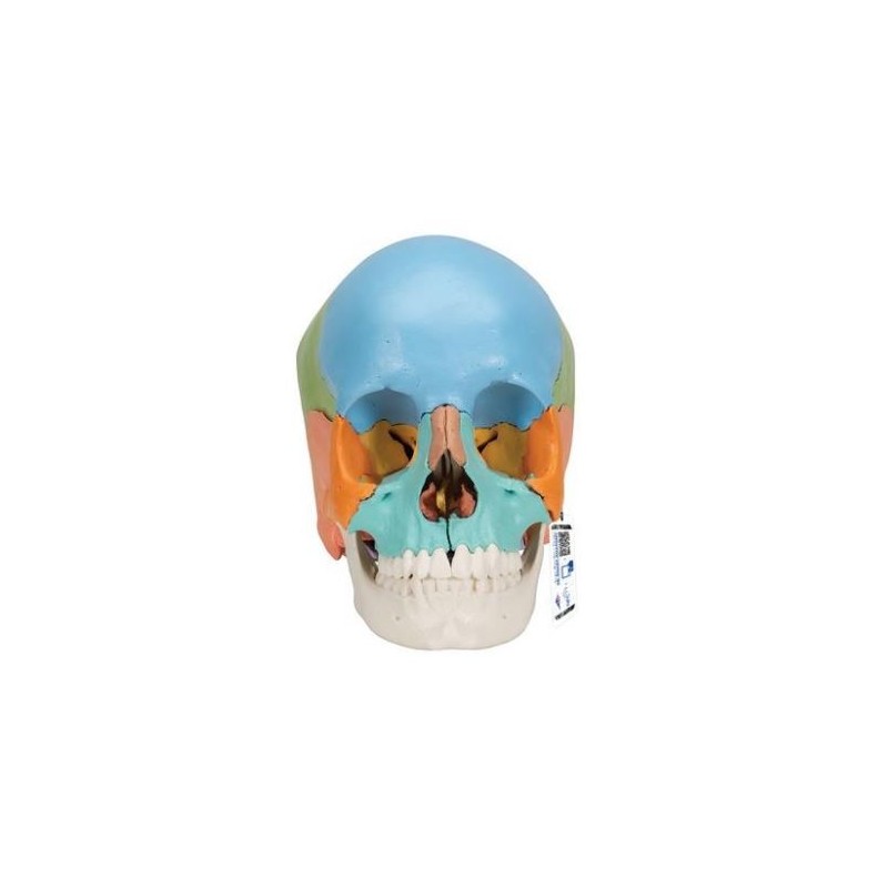 MODELO CRÁNEO DESMONTABLE 22 PIEZAS VERSION DIDÁCTICA