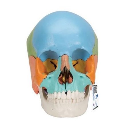 MODELO CRÁNEO DESMONTABLE 22 PIEZAS VERSION DIDÁCTICA