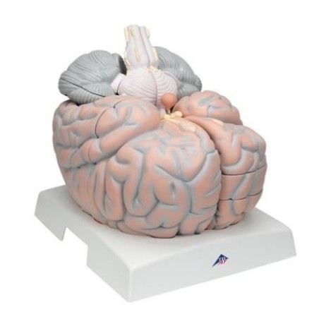 MODELO ENCEFALO GIGANTE 2,5 VECES EL TAMAÑO NATURAL DEMONTABLE 14 PIEZAS
