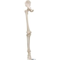 MODELO HUESO MIEMBRO INFERIOR CON PARTE DE CADERA