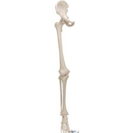 MODELO HUESO MIEMBRO INFERIOR CON PARTE DE CADERA