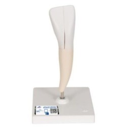 MODELO INCISIVO INFERIOR 2 PIEZAS