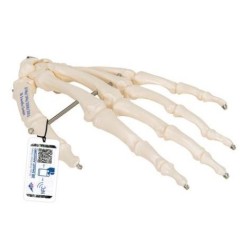 MODELO MANO ARTICULADA ESQUELETO EN ALAMBRE