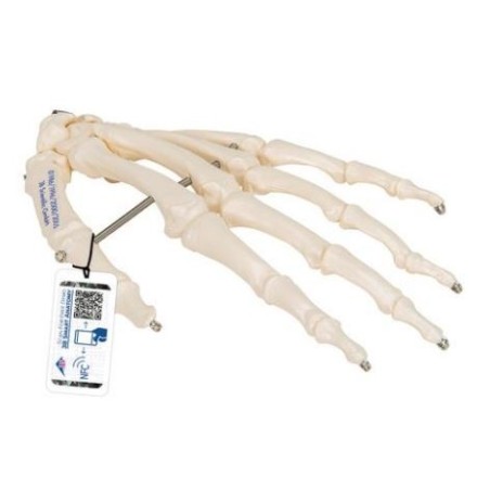 MODELO MANO ARTICULADA ESQUELETO EN ALAMBRE