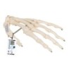 MODELO MANO ARTICULADA ESQUELETO EN ALAMBRE
