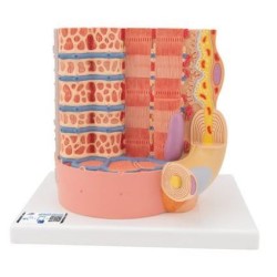 MODELO MICRO ANATOMIA FIBRA MUSCULAR - A 10.000 AUMENTOS
