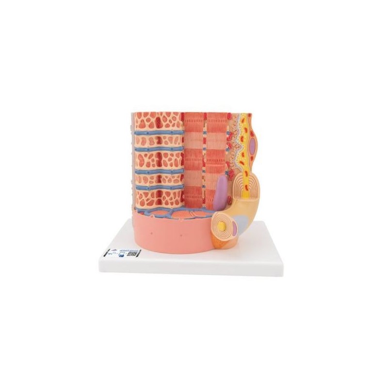 MODELO MICRO ANATOMIA FIBRA MUSCULAR - A 10.000 AUMENTOS