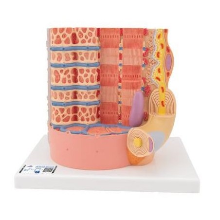 MODELO MICRO ANATOMIA FIBRA MUSCULAR - A 10.000 AUMENTOS
