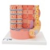 MODELO MICRO ANATOMIA FIBRA MUSCULAR - A 10.000 AUMENTOS