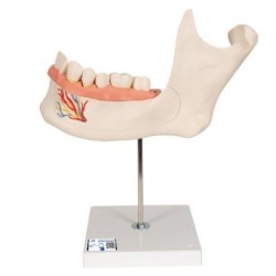 MODELO MITAD DE LA MANDÍBULA INFERIOR 3 VECES SU TAMAÑO NATURAL 6 PIEZAS