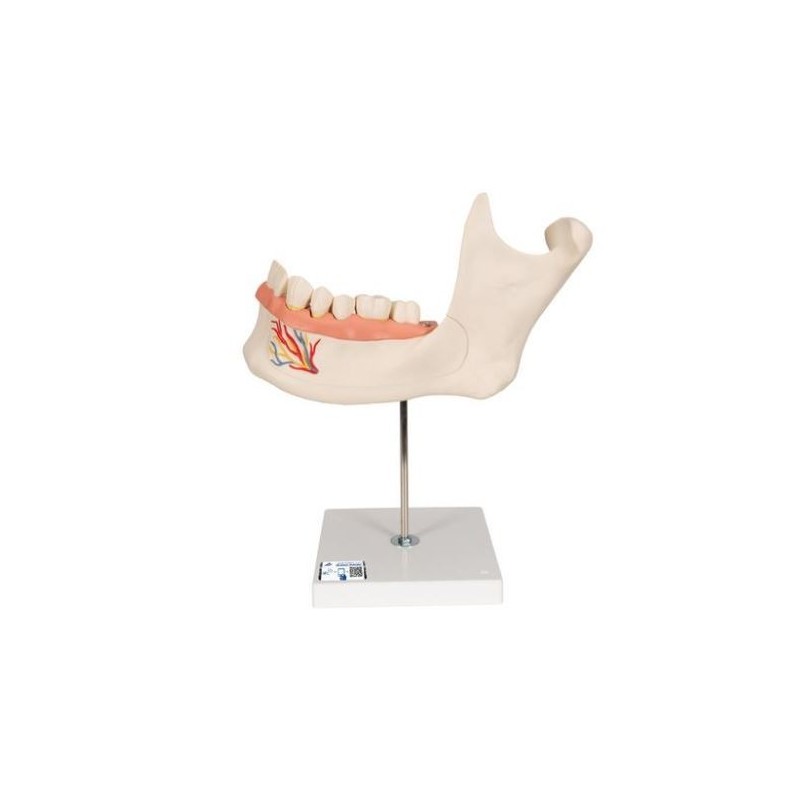 MODELO MITAD DE LA MANDÍBULA INFERIOR 3 VECES SU TAMAÑO NATURAL 6 PIEZAS