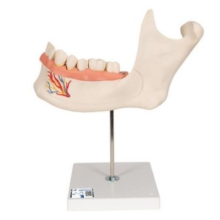 MODELO MITAD DE LA MANDÍBULA INFERIOR 3 VECES SU TAMAÑO NATURAL 6 PIEZAS