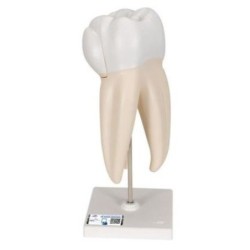 MODELO MOLAR SUPERIOR CON 3 RAÍCES