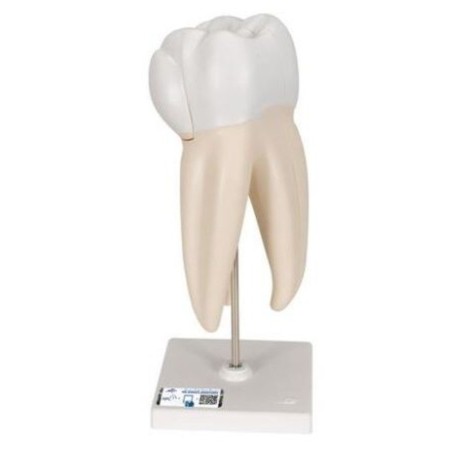 MODELO MOLAR SUPERIOR CON 3 RAÍCES