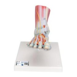 MODELO PIE CON LIGAMENTOS Y MUSCULOS