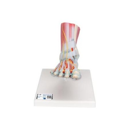 MODELO PIE CON LIGAMENTOS Y MUSCULOS