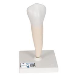 MODELO PRIMER MOLAR INFERIOR DE RAÍZ SENCILLA