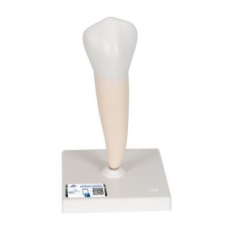 MODELO PRIMER MOLAR INFERIOR DE RAÍZ SENCILLA
