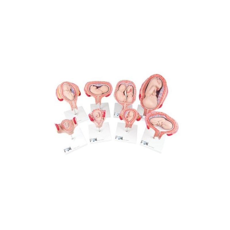 MODELO PROCESO EMBRIONARIO