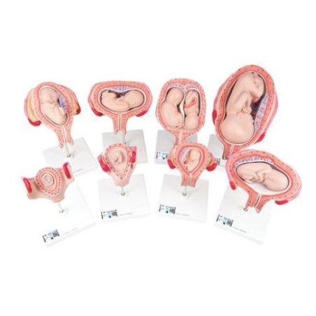 MODELO PROCESO EMBRIONARIO