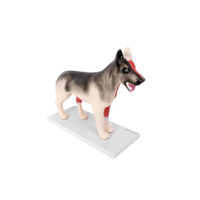 MODELO DE ANATOMIA DEL PERRO